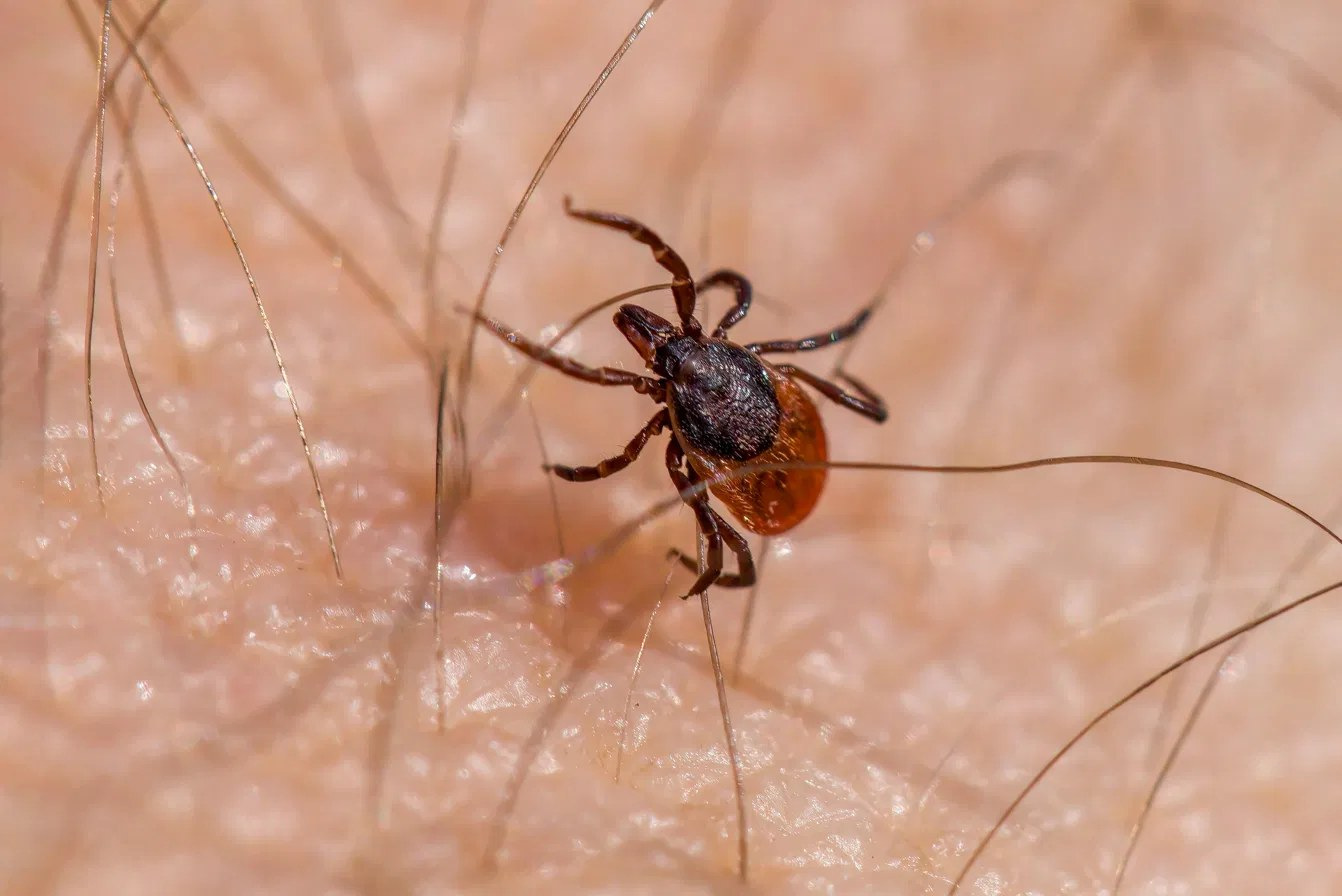 Tick close-up on skin